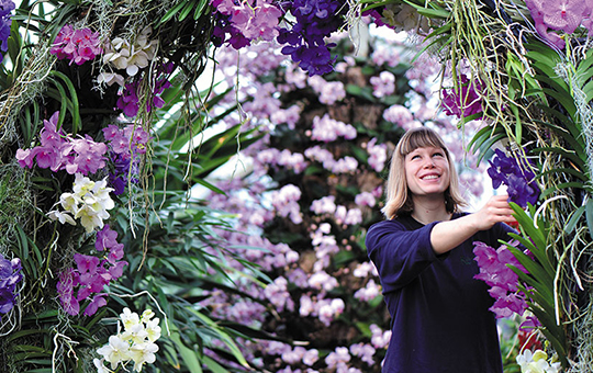 A horticulturalist inspects orchids at the annual Orchid festival